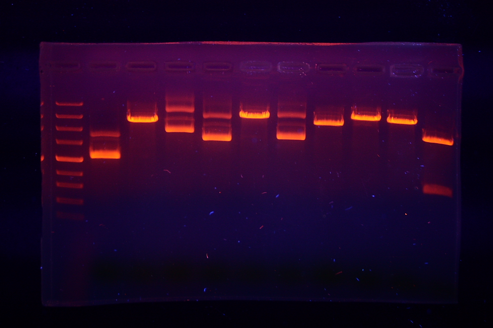 how-does-gel-electrophoresis-separate-dna-fragments-pediaa-com