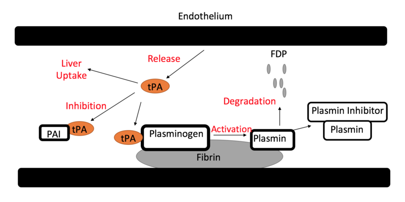 How Does Tissue Plasminogen Activator Work_Figure 2