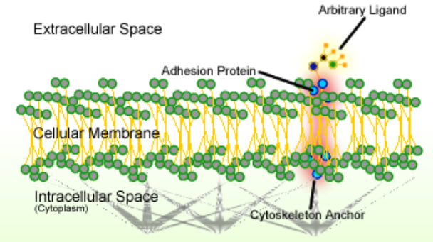 how-does-trypsin-work-in-cell-culture-pediaa-com