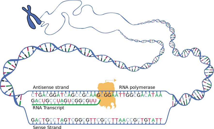 how-does-mrna-molecule-carry-information-from-dna-pediaa-com