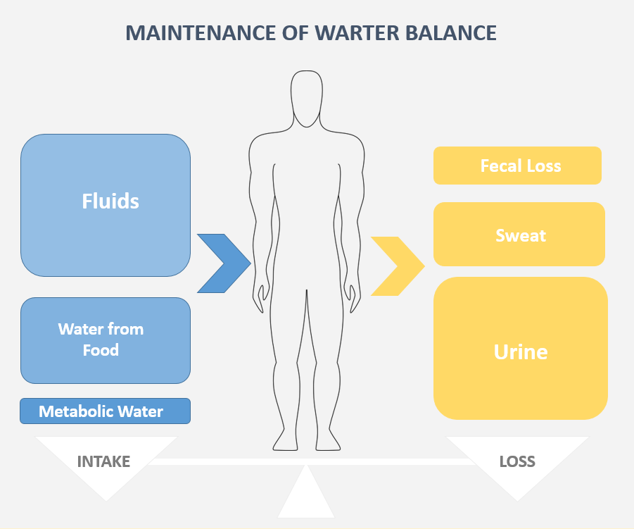 How Does The Body Maintain Water Balance