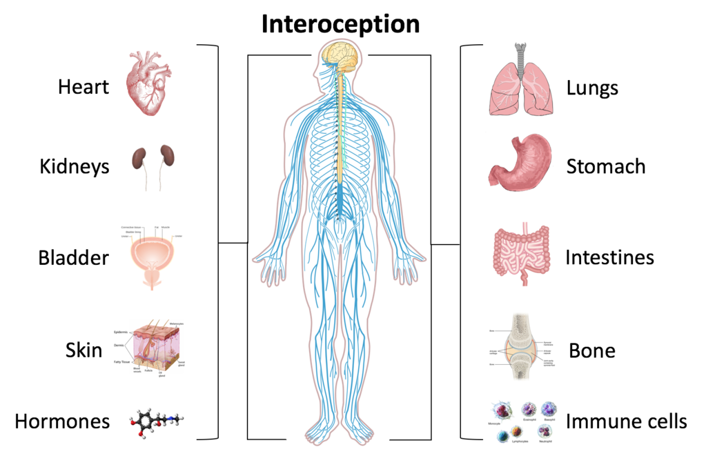 how-does-the-brain-receive-the-information-from-the-receptor-pediaa-com