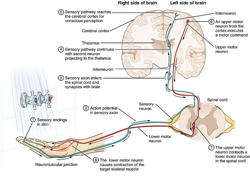 how-does-the-brain-receive-the-information-from-the-receptor-pediaa-com