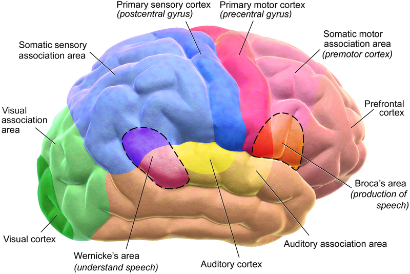 how-does-the-nervous-system-work-with-other-systems-pediaa-com