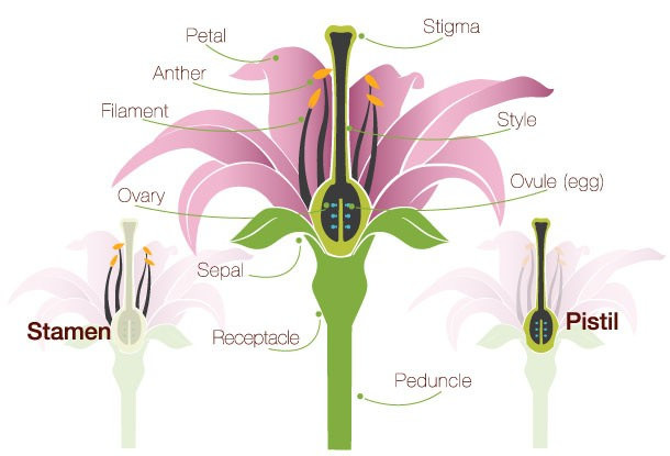 How Does The Structure Of The Stigma Aid In Pollination Pediaa Com