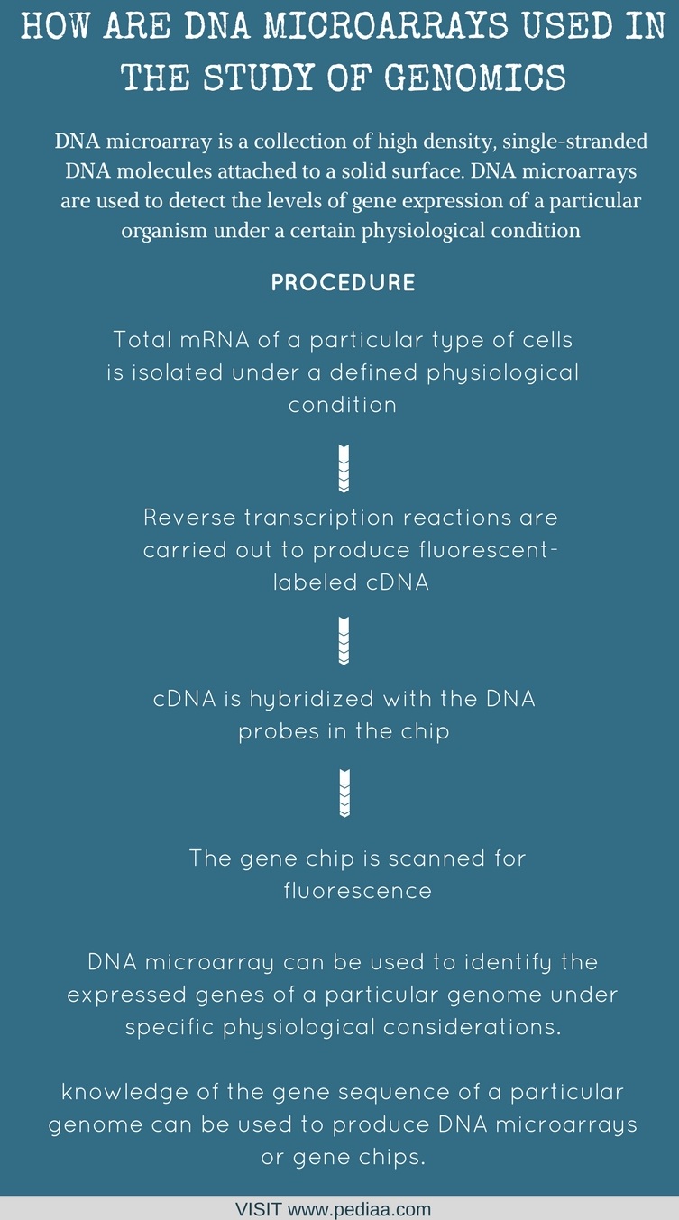 How Are DNA Microarrays Used In The Study Of Genomics - Pediaa.Com