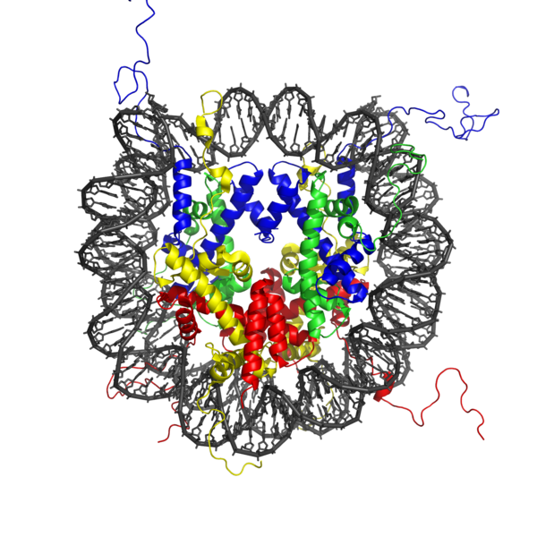 How are Histones Related to Nucleosomes