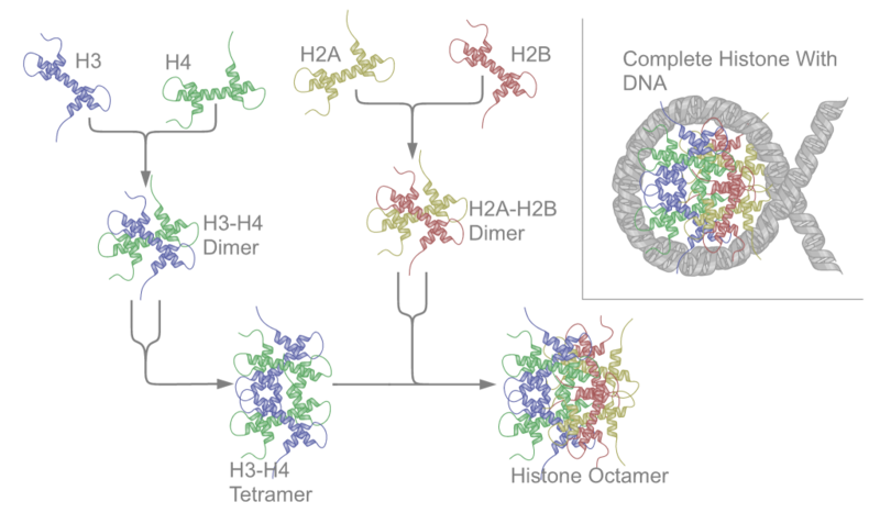 How are Histones Related to Nucleosomes