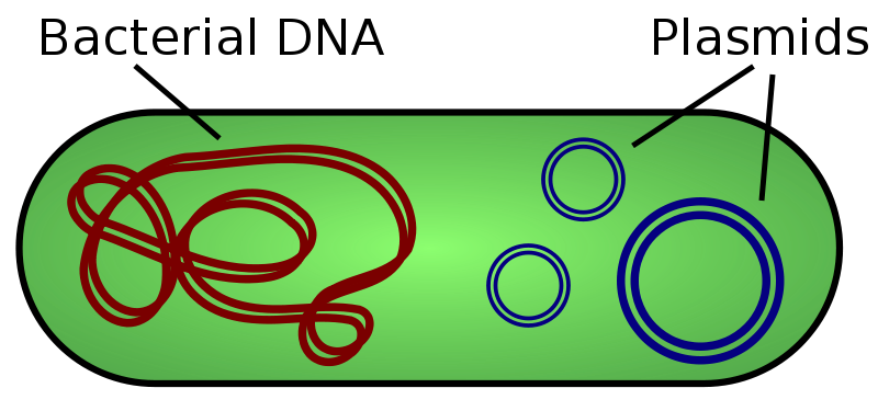 How are Plasmids Used in Genetic Engineering_Figure 1