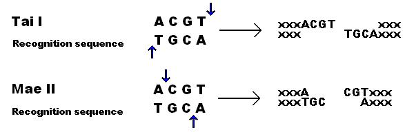 How are Restriction Enzymes Used in DNA Fingerprinting - Pediaa.Com