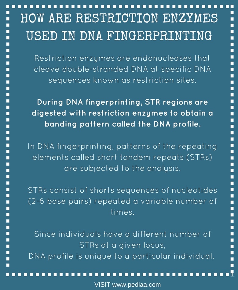 how-are-restriction-enzymes-used-in-dna-fingerprinting-pediaa-com