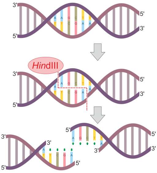 How are Restriction Enzymes Used to Make DNA