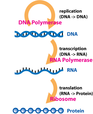 How is the Gene Expression Regulated_Figure 1