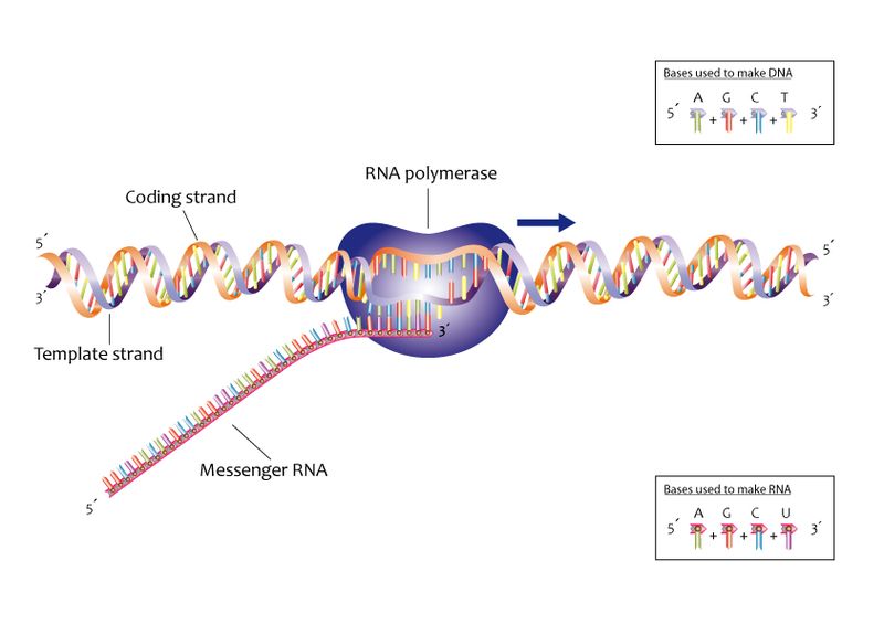 How is the Gene Expression Regulated_Figure 2