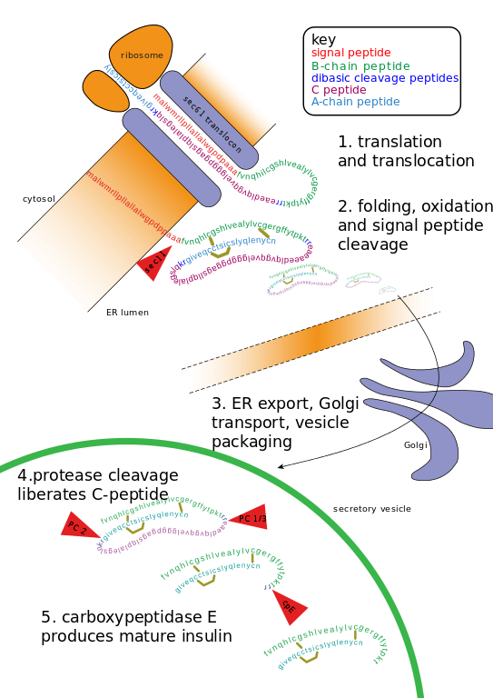 How is the Gene Expression Regulated_Figure 3