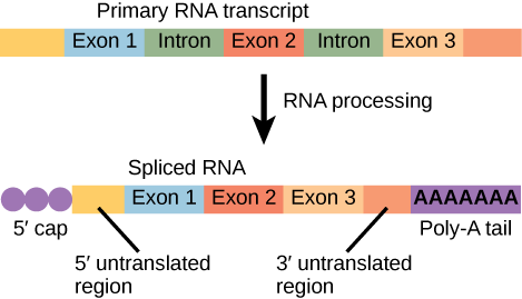 How is the Gene Expression Regulated