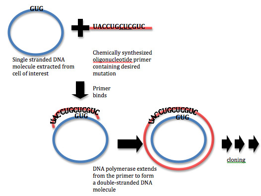 How to Design Primers for Site Directed Mutagenesis_Figure 1