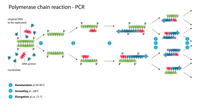 How to Make Primers for PCR_Figure 2