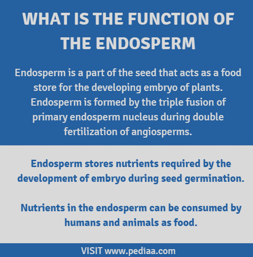 What Is The Function Of The Endosperm Pediaa Com