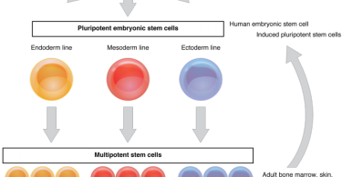Why are stem cells important 1 point