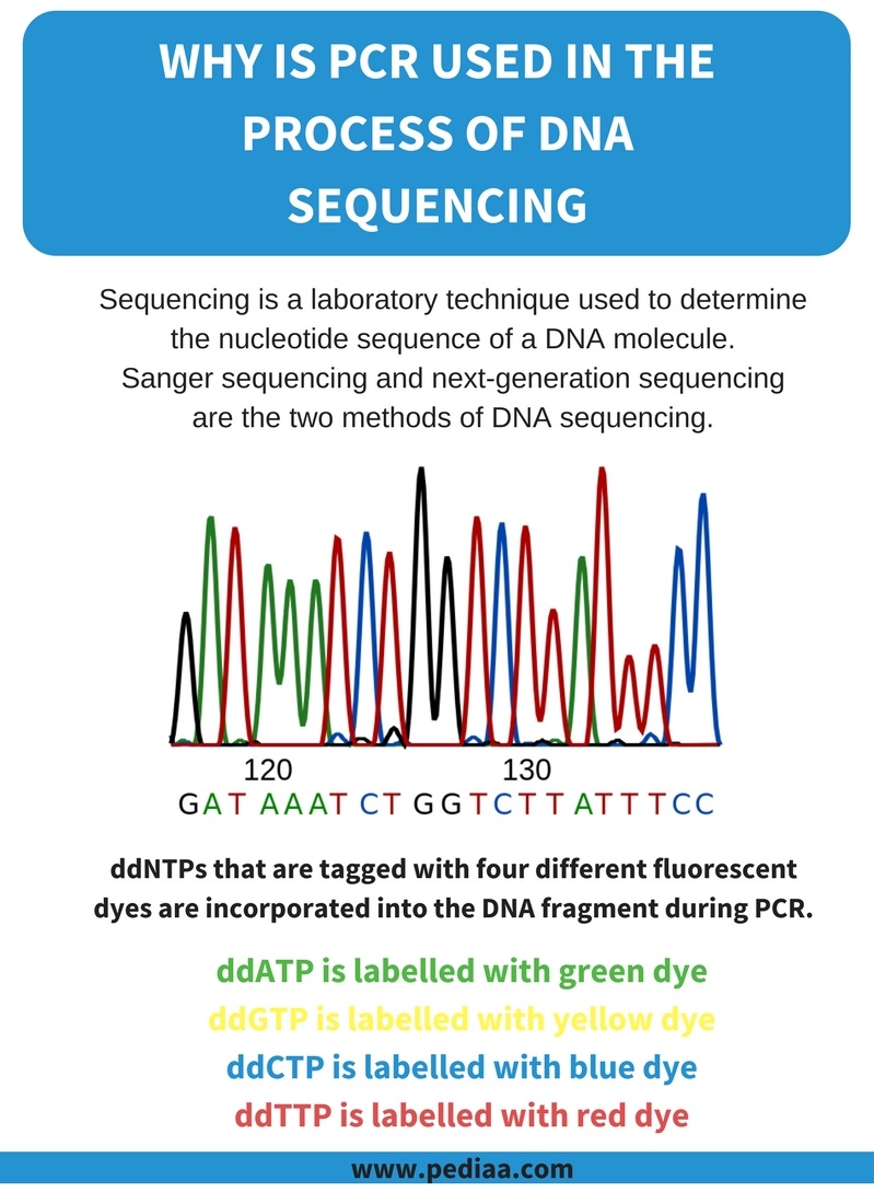 why-is-pcr-used-in-the-process-of-dna-sequencing-pediaa-com