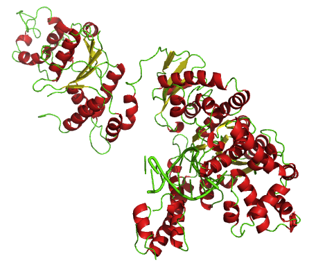 Why is Taq Polymerase Thermostable_Figure 1