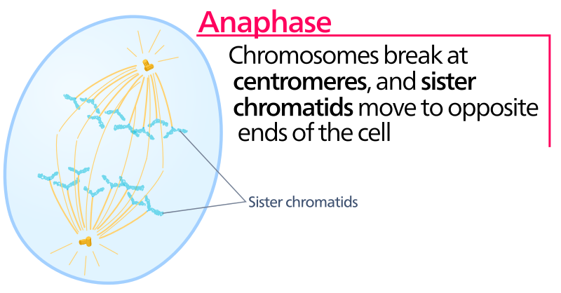 Difference Between Anaphase and Telophase - Pediaa.Com