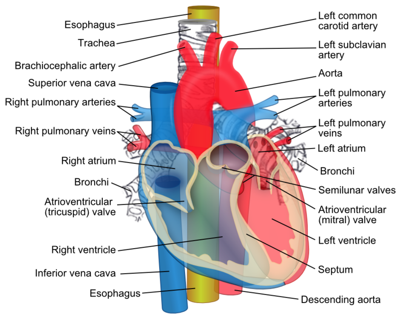 difference-between-aorta-and-vena-cava-pediaa-com