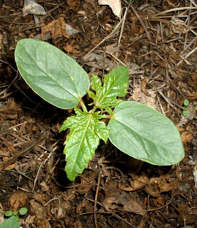 Main Difference - Monocot vs Dicot Embryo