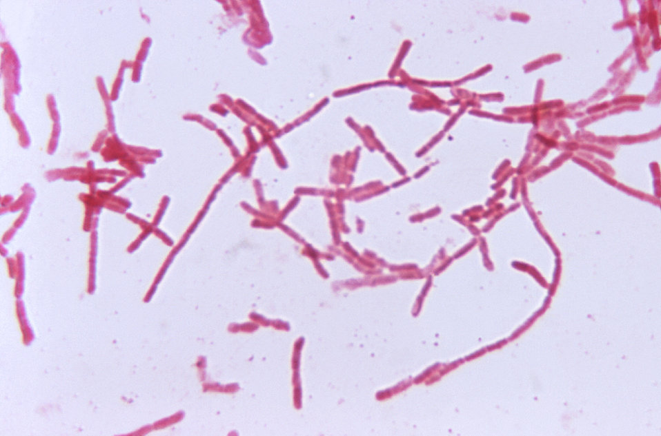 How Do Bacteria Exchange Genetic Information_Figure 2