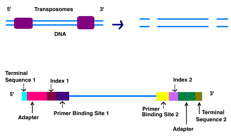 How Does Illumina Sequencing Work _Figure 1