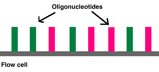 How Does Illumina Sequencing Work_Figure 3