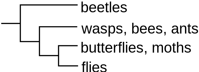 How Does a Cladogram Reveal Evolutionary Relationships