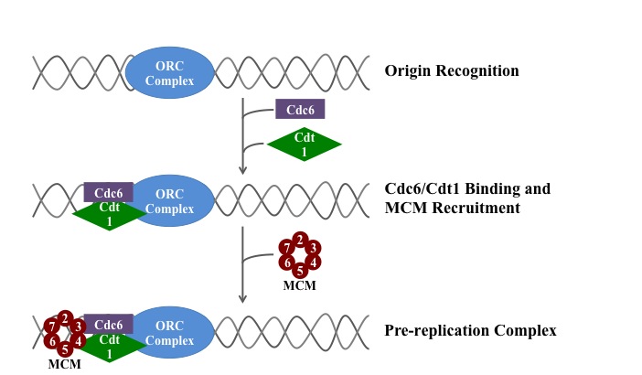 How Does the DNA Get Unwind and Stay Unwind_Figure 2