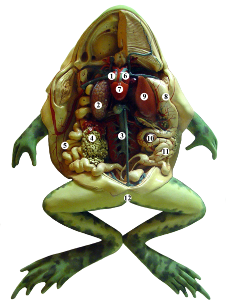 two sets teeth frog has