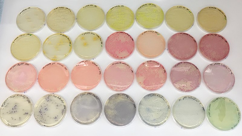 How to Calculate Transfection Efficiency