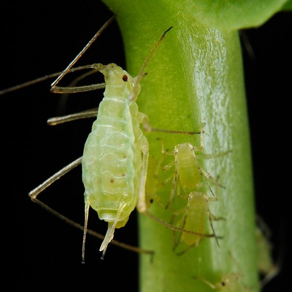 How to Identify Aphids