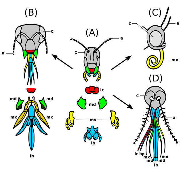 How to Identify Bugs in House
