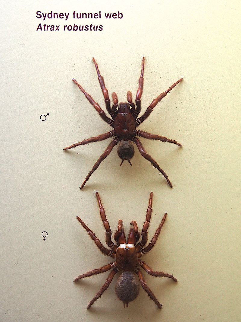 How to Identify a Funnel Web Spider