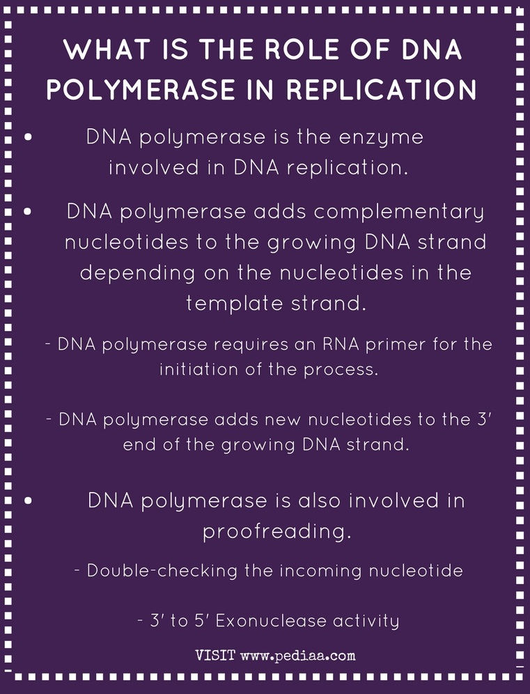 which-direction-dna-polymerase-iii-reads-the-parent-strand-proprofs