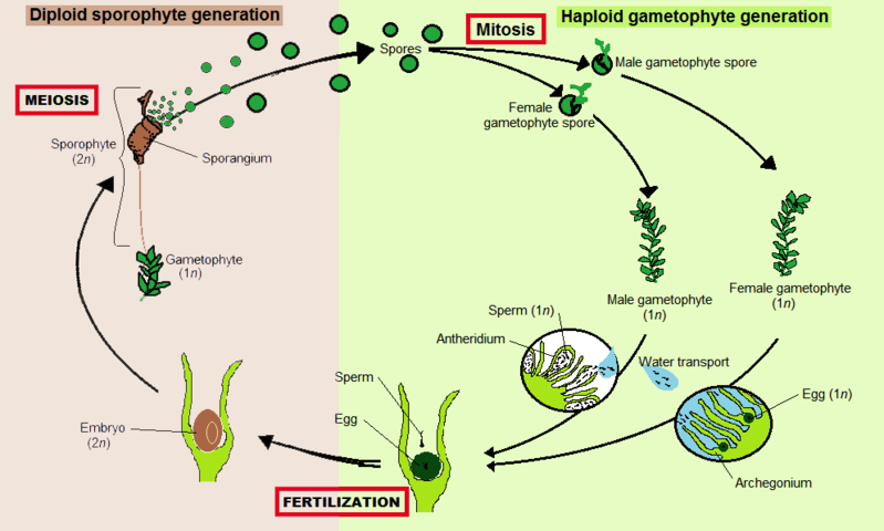 Why Bryophytes are Called Amphibians of Plant Kingdom - Pediaa.Com