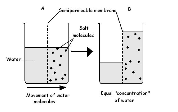 Why a Freshwater Fish Cannot Survive in Saltwater_Figure 2