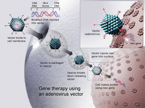 Why are Viruses Used in Gene Therapy