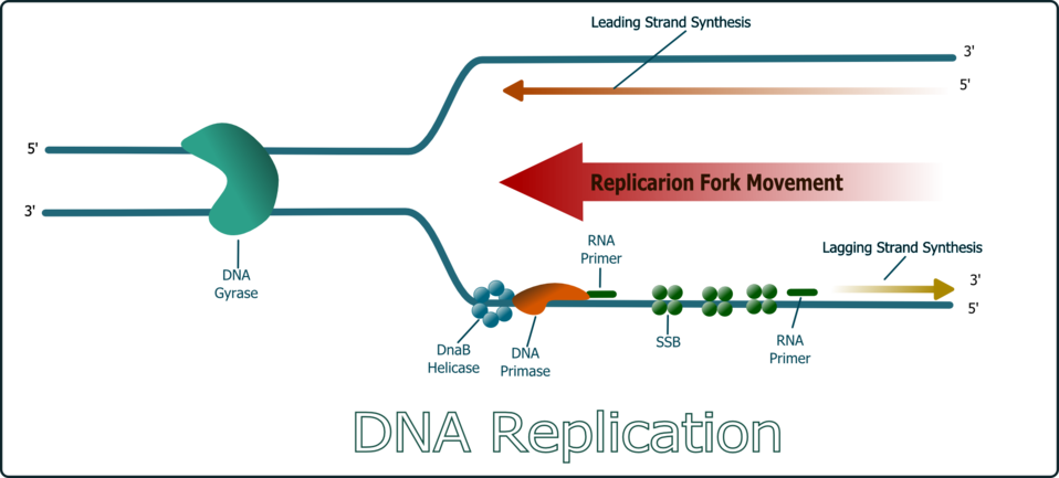 Why is DNA Replication Described as Semiconservative - Pediaa.Com