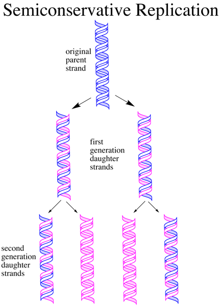 Why Is Dna Replication Described As Semi Conservative