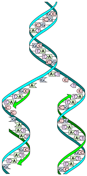 Why is DNA Replication Described as Semiconservative_Figure 2