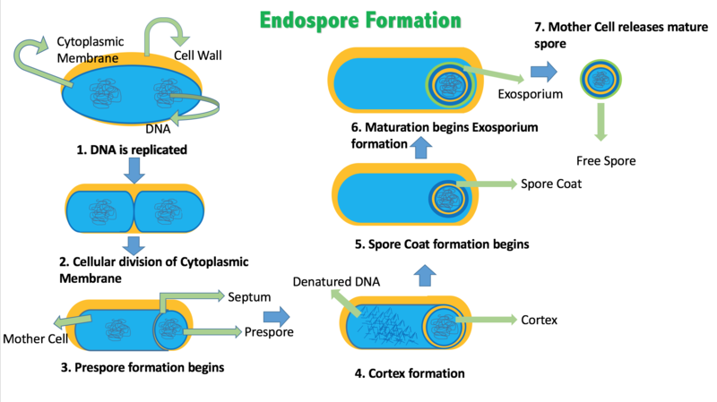 Why Is Heat Used In Endospore Staining - Pediaa.Com