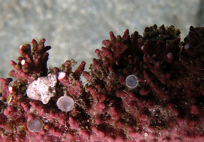 Why is Red Algae Important to Coral Reefs_Figure 2