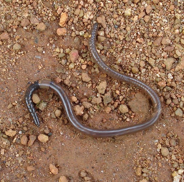 Why is an Earthworm Considered as an Annelid