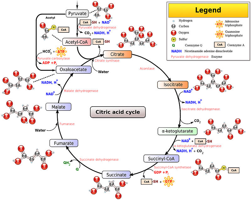 Why Is Kreb S Cycle Called Tricarboxylic Acid Cycle Quora